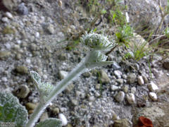 Hermas lanata
