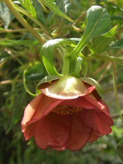 Paeonia delavayi