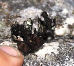 Xanthoparmelia hottentotta