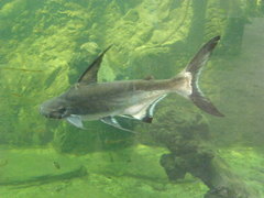 Pangasius sanitwongsei