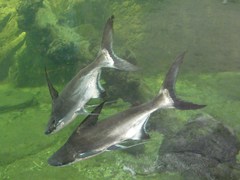 Pangasius sanitwongsei