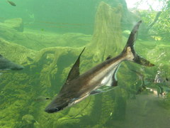 Pangasius sanitwongsei