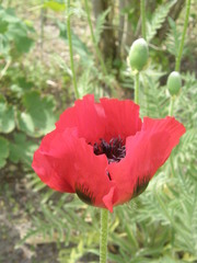 Papaver bracteatum