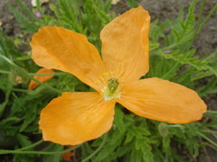 Papaver paucifoliatum
