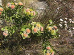 Leucospermum winteri