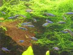 Paracheirodon simulans