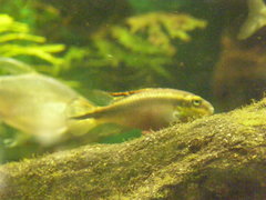 Pelvicachromis pulcher