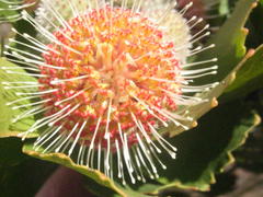 Leucospermum winteri