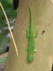 Phelsuma