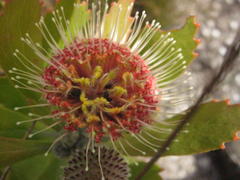 Leucospermum winteri