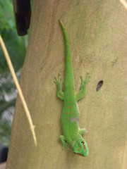 Phelsuma