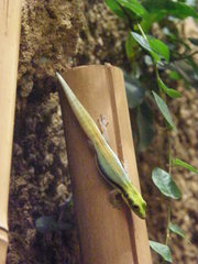 Phelsuma klemmeri