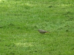 Phoenicurus ochruros