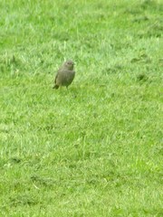 Phoenicurus ochruros