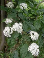 Photinia beauverdiana