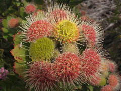 Leucospermum winteri