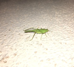 Phaneroptera nana