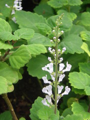 Plectranthus ernstii