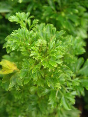 Polyscias filicifolia