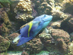 Pomacanthus maculosus