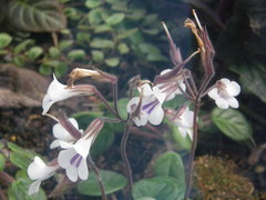 Deinostigma eberhardtii