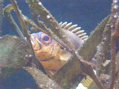 Pristigenys serrula