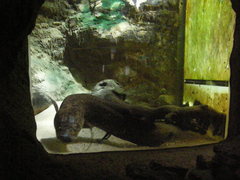 Protopterus annectens