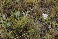 Allium strictum