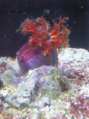 Pseudocolochirus violaceus