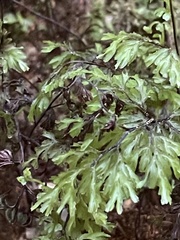 Hymenophyllum multifidum