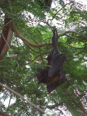 Pteropus hypomelanus