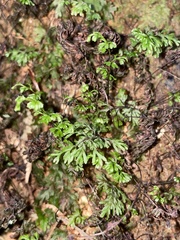 Hymenophyllum multifidum