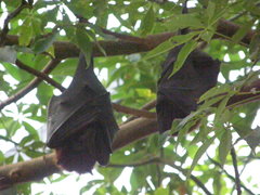 Pteropus hypomelanus