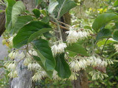 Pterostyrax hispidus