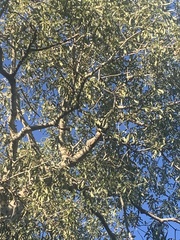 Brachychiton rupestris