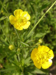 Ranunculus caucasicus