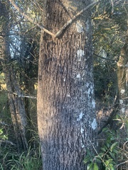 Brachychiton rupestris