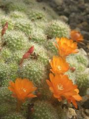 Aylostera pulvinosa