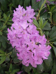 Rhododendron