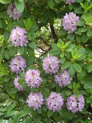 Rhododendron