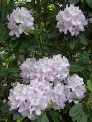 Rhododendron