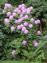 Rhododendron