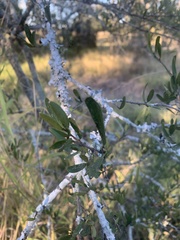 Denhamia cunninghamii