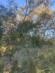 Denhamia cunninghamii