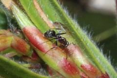Iridomyrmex rufoniger