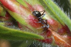 Iridomyrmex rufoniger