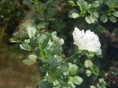 Monsonia vanderietiae