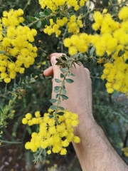 Acacia vestita
