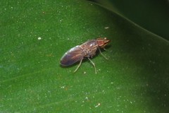 Cephaloconus tenebrosus