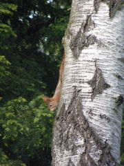 Sciurus vulgaris